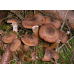 Мицелий Опенка темного / Опенок грунтовой (Armillaria ostoyae)